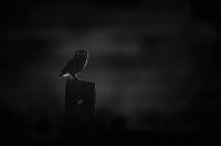 Sycek obecny - Athene noctua - Little Owl 3979